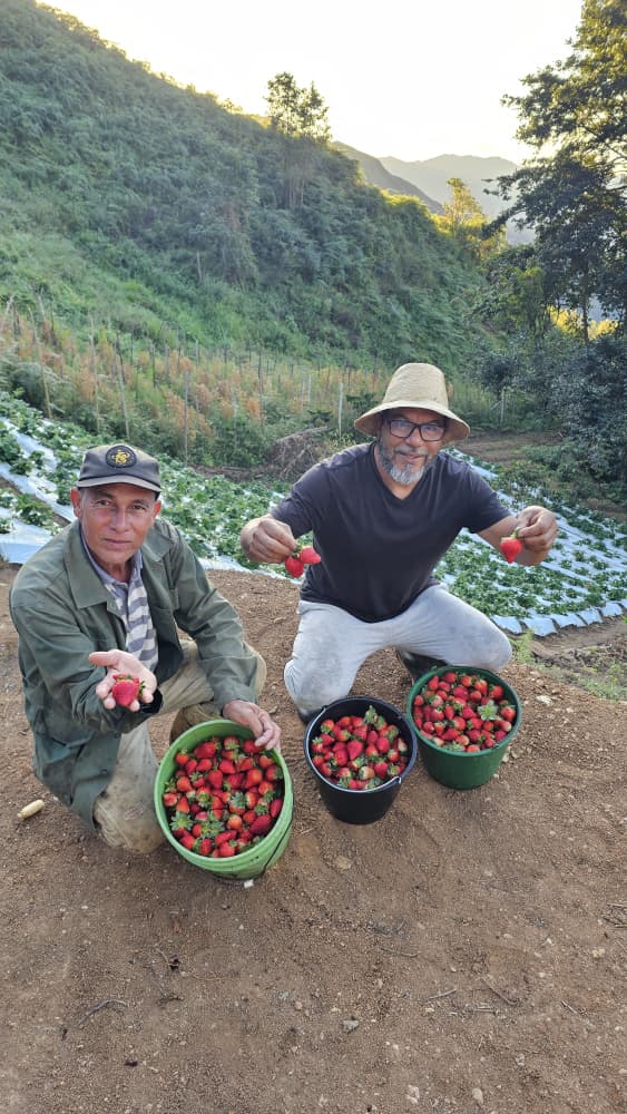 Agricultores con fresas cosechadas en Gabante, Colonia Tovar, Venezuela